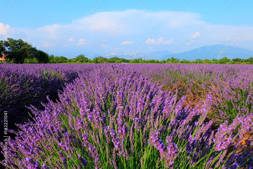 Fototapeta premium Lavender Fields, France