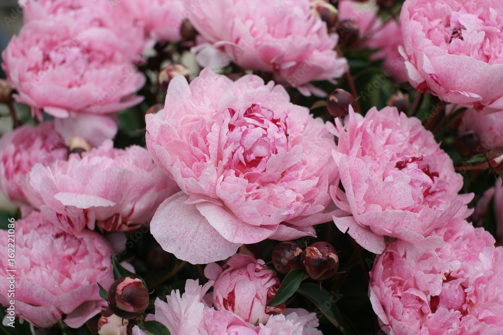 Magnificent pink tree-like peony
Magnificent pink tree-like peony