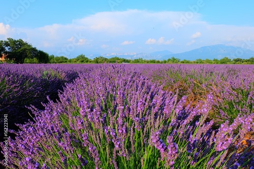 Lavender Fields  France