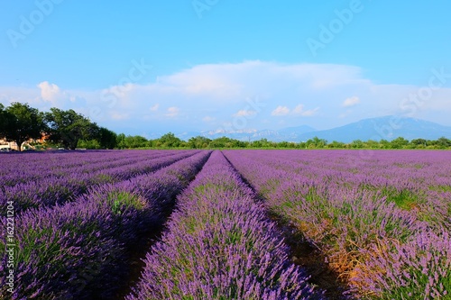 Lavender Fields  France