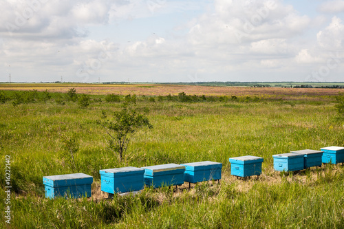 A row of bee hives in a field of flowers with an orchard behind © mironovm