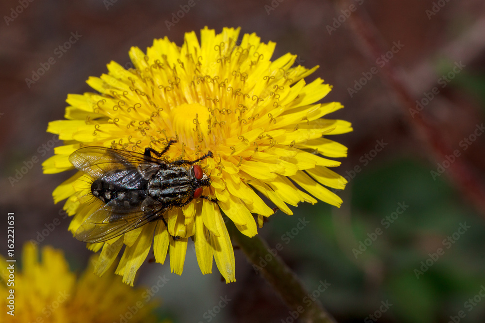 Housefly sitting on a beautiful dandelion flower. Housefly sitting on a beautiful dandelion flower.