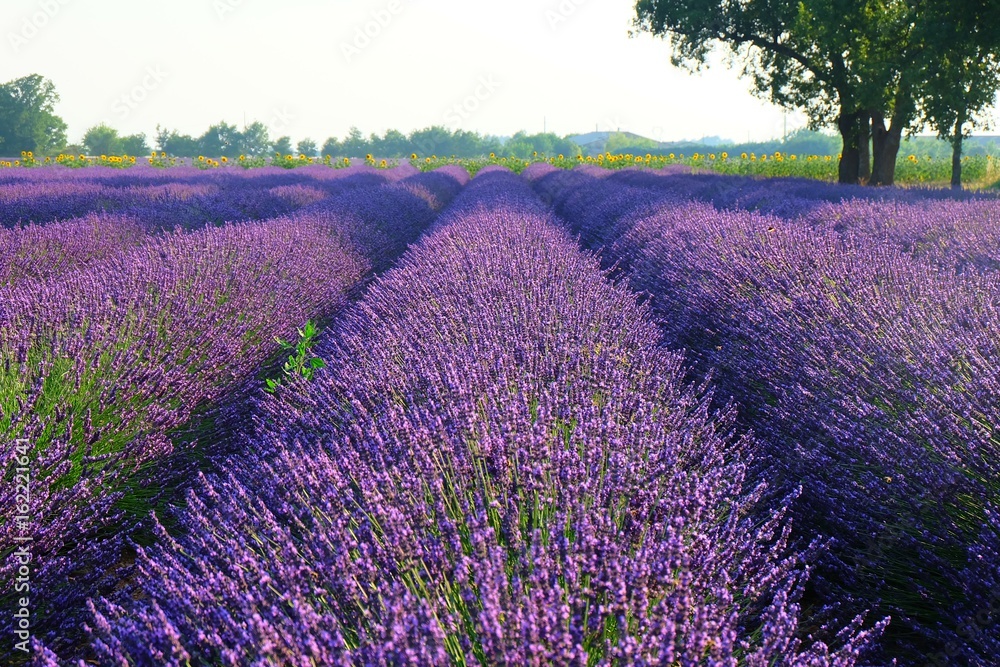 Fototapeta premium Lavender Fields, France