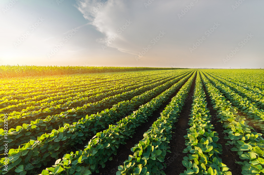  Agricultural soy plantation on sunny day - Green growing soybeans plant