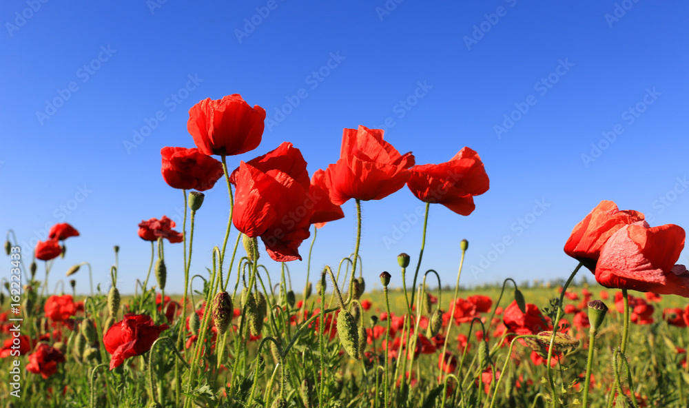 Naklejka premium wild rep poppy flowers