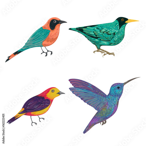 Tropical birds set. Exotic fauna. Isolated elements. Vintage hand drawn vector illustration in watercolor style © kateja
