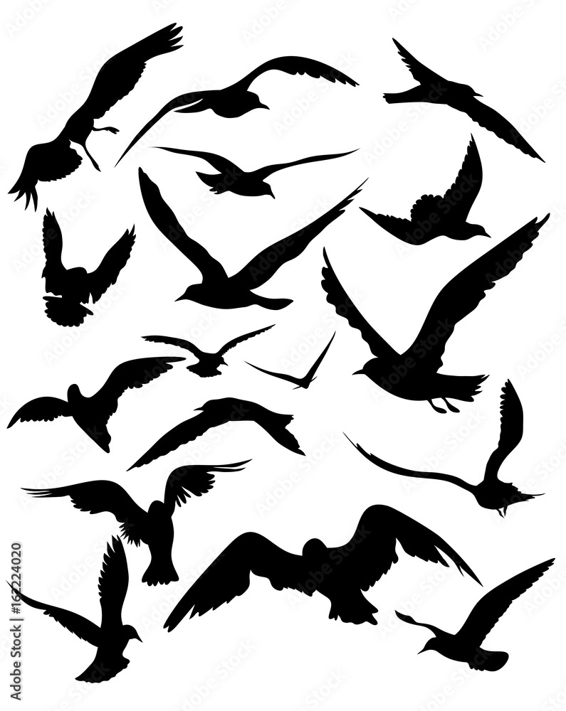 Obraz premium vector set of seagulls silhouettes - black flying birds on white