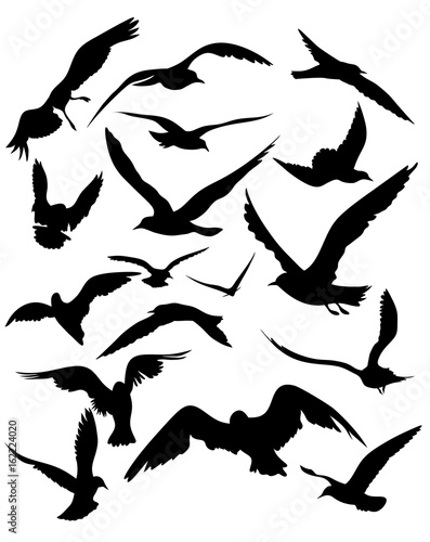vector set of seagulls silhouettes - black flying birds on white