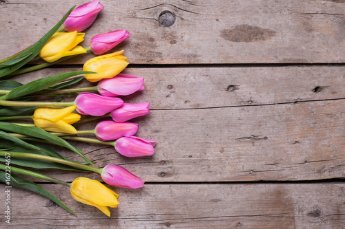 Bright pink  and yellow  spring tulips flowers on rustic  wooden background.