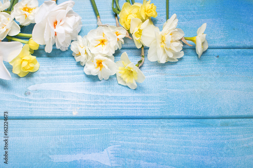 Fototapeta Naklejka Na Ścianę i Meble -  Colorful spring  narcissus  flowers on blue wooden background.