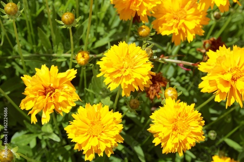 The yellow flowers in the garden on a close up view.