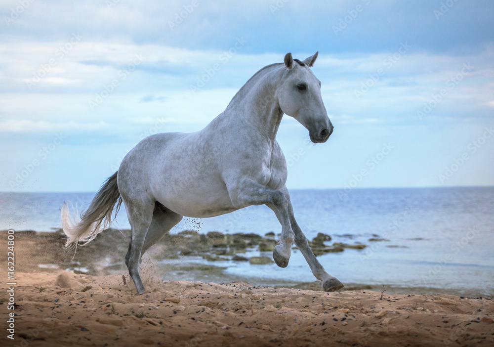 White horse runs on the beach on the sea and clougs background White horse runs on the beach on the sea and clougs background