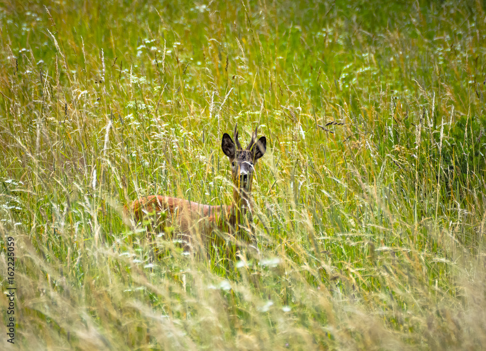 Naklejka premium Deer in the grass