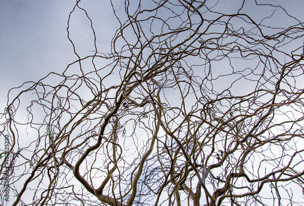 Curved curves of a tree branch against a sky with clouds Curved curves of a tree branch against a sky with clouds