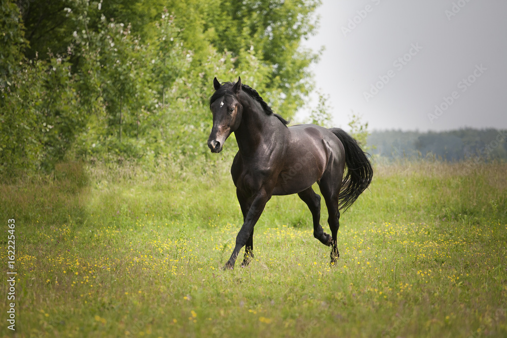 Black horse run on the green grass and green trees background Black horse run on the green grass and green trees background