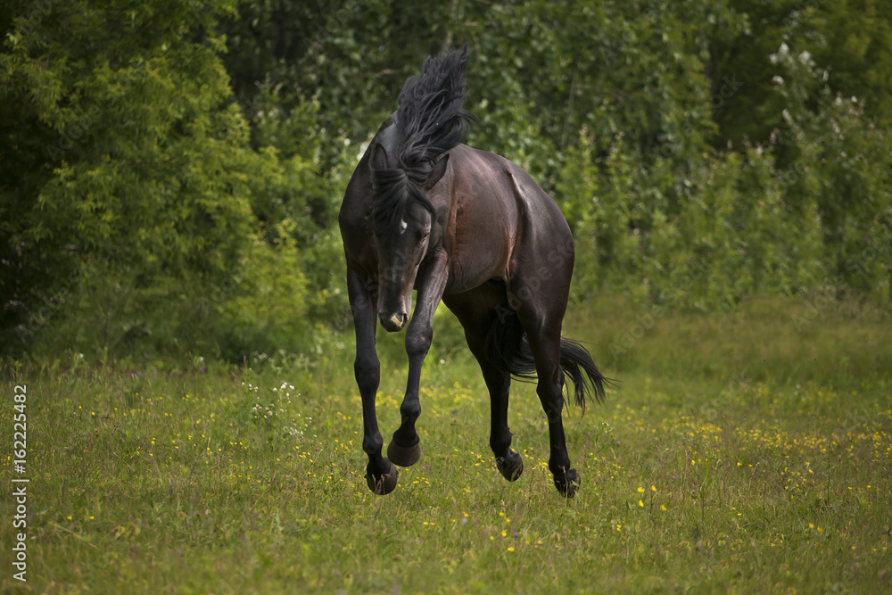 Black horse run on the green grass and green trees background Black horse run on the green grass and green trees background