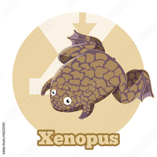 ABC Cartoon Xenopus
