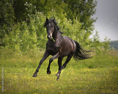 Black horse run on the green grass and green trees background