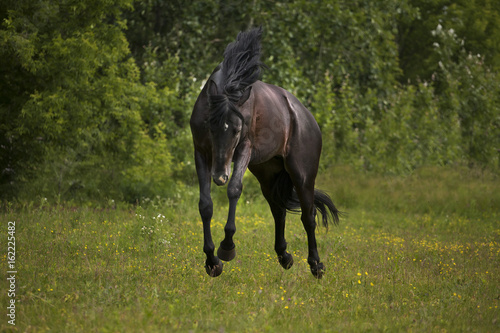 Black horse run on the green grass and green trees background