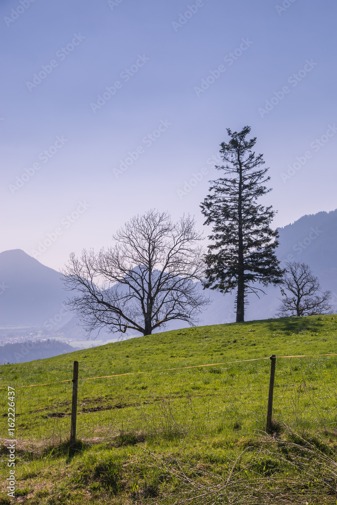 Trees on Green Meadow in Front of Mountains, Germany, Europe Trees on Green Meadow in Front of Mountains, Germany, Europe