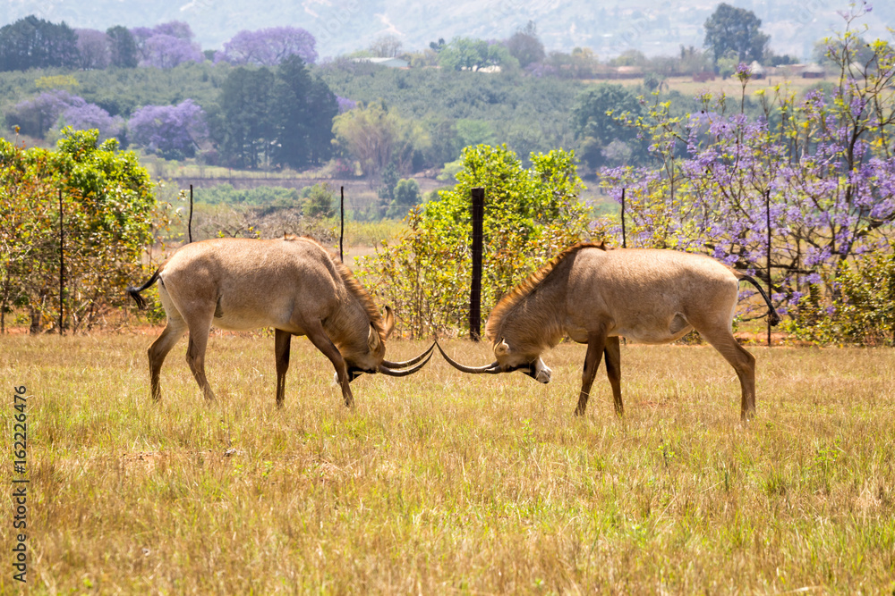 Two Roan Antelopes Fighting with each other, Swaziland, Africa Two Roan Antelopes Fighting with each other, Swaziland, Africa