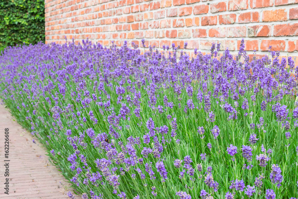 Fototapeta premium Lavandula angustifolia. Beautiful flowering garden plant with purple or violet colored flowers.