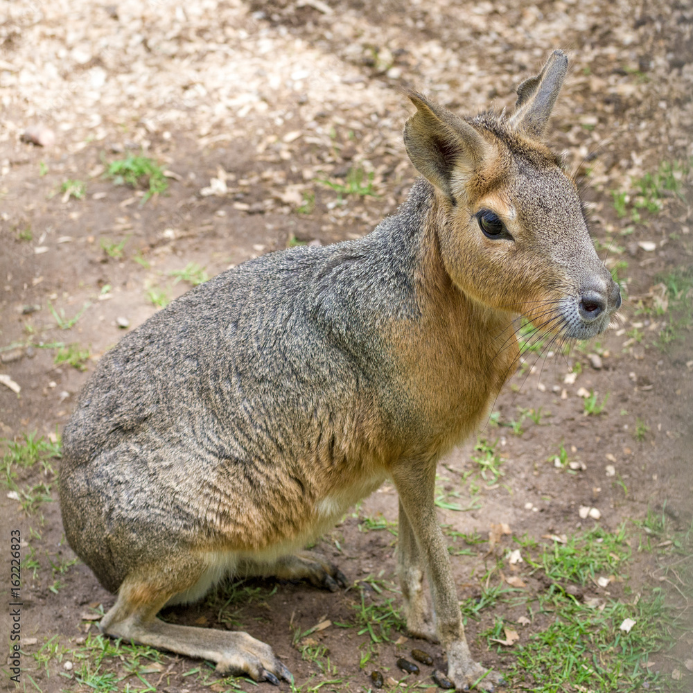 Patagonian mara - Dolichotis patagonum