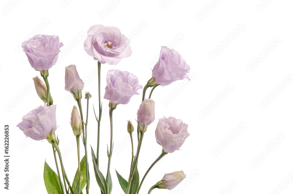 Beautiful pale violet eustoma flowers isolated on white background Beautiful pale violet eustoma flowers isolated on white background