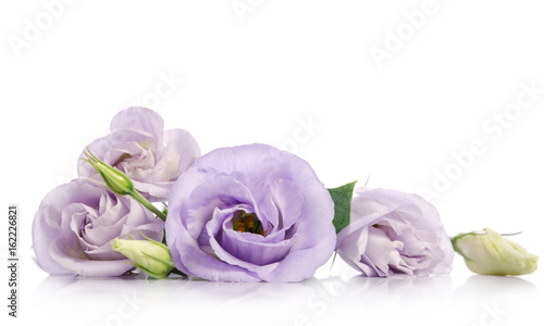 Fototapeta Naklejka Na Ścianę i Meble -  bunch of violet eustoma flowers isolated on white