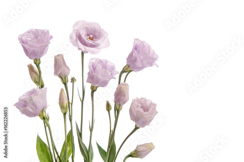 Beautiful pale violet eustoma flowers isolated on white background