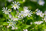 Stellaria graminea common starwort or stitchwort white wild flower natural texture background