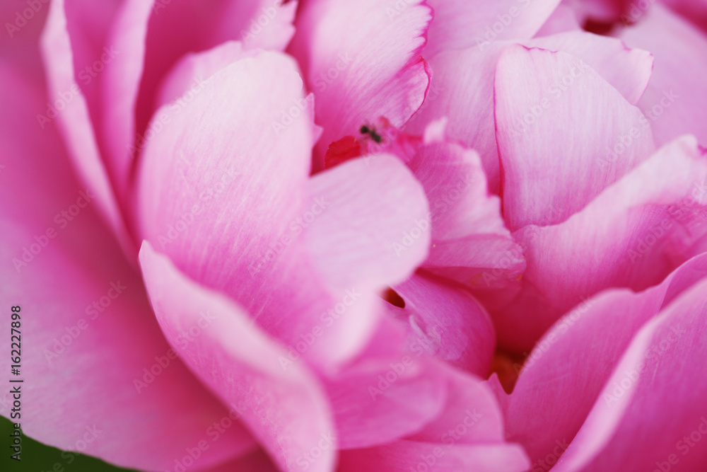 Obraz premium Lush pink peony close-up