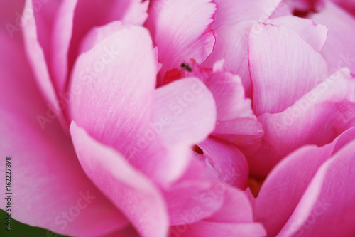 Lush pink peony close-up © Olga Tkacheva