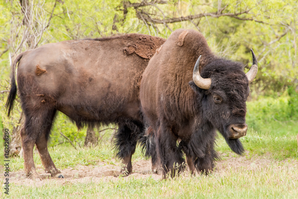 Bison Bison