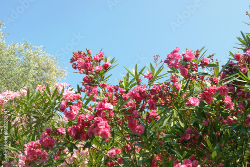Oleanders with flowers of pink color against the blue sky