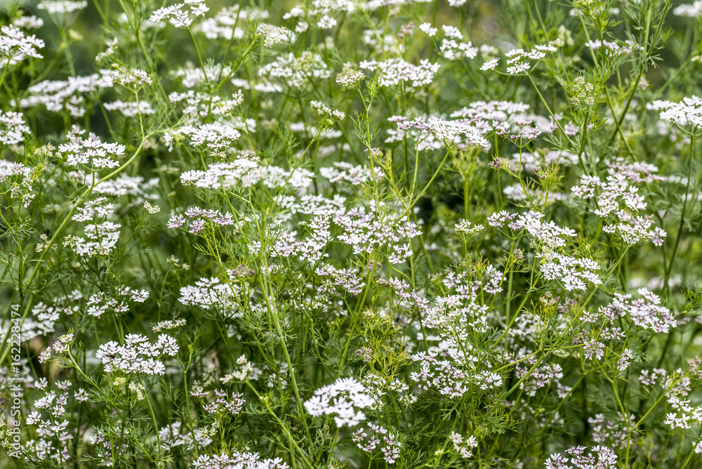 Coriander also known as cilantro or Chinese parsley, is an annual herb