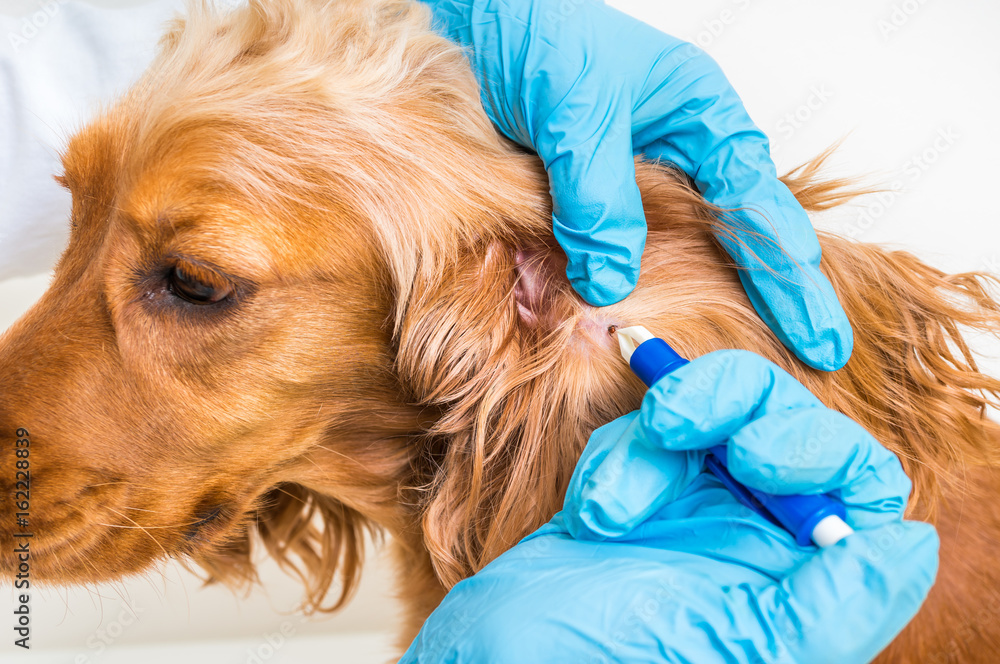 Veterinarian removing a tick from the Cocker Spaniel dog