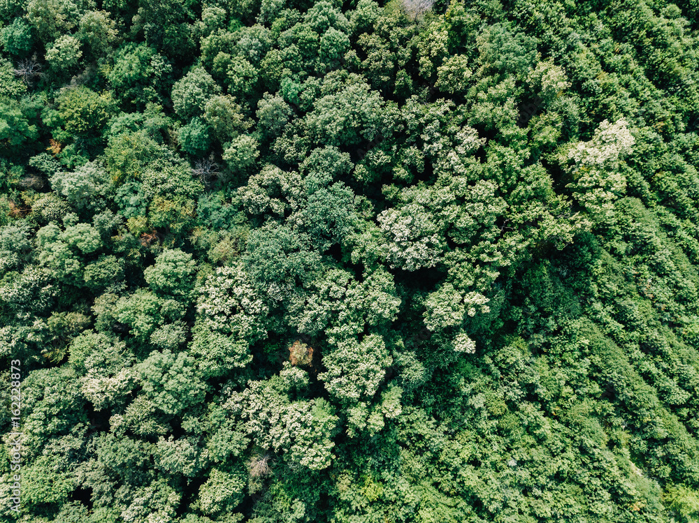 Aerial Drone Flyover View Of Large Green Forest In Summer