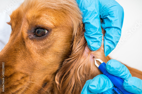 Veterinarian removing a tick from the Cocker Spaniel dog photo