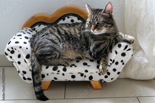tiger katze auf einem sofe 
