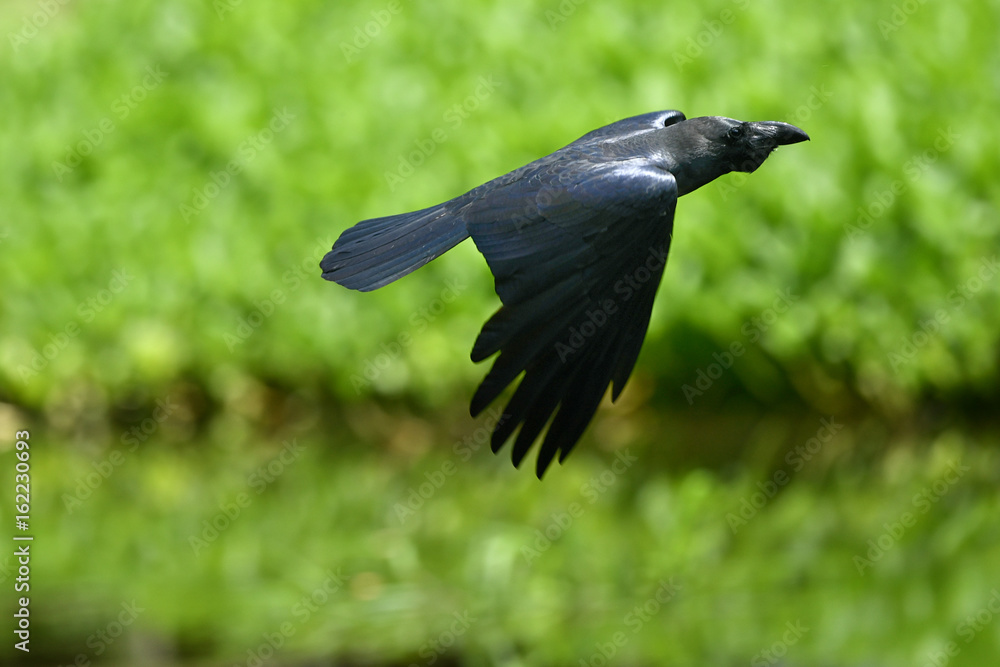 Obraz premium カラスの飛翔