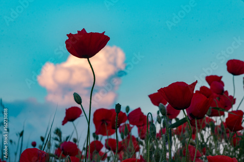 Artistic poppies landscape. Concept  Standing out  growing