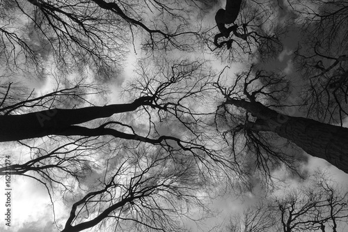Black silhouettes of trees