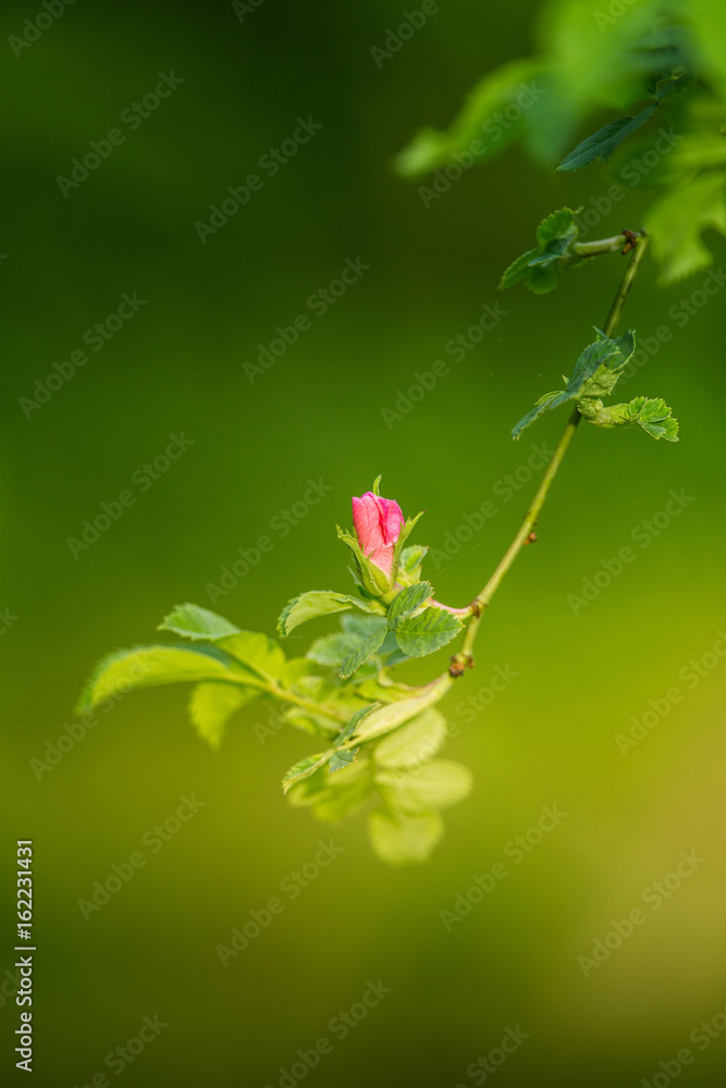 Beautiful wild rose bush blooming in a meadow in summer Beautiful wild rose bush blooming in a meadow in summer