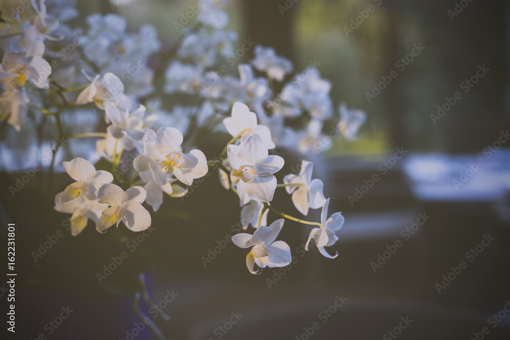 Bouquet of white orchid flowers