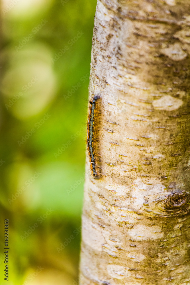 A small caterpillar crawling on a tree trunk A small caterpillar crawling on a tree trunk