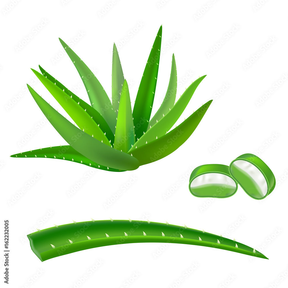 Realistic Detailed Aloe Vera Green Plant. Vector Realistic Detailed Aloe Vera Green Plant. Vector