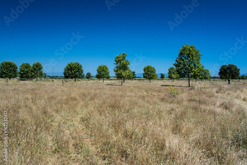 Lines of pine trees and grassland