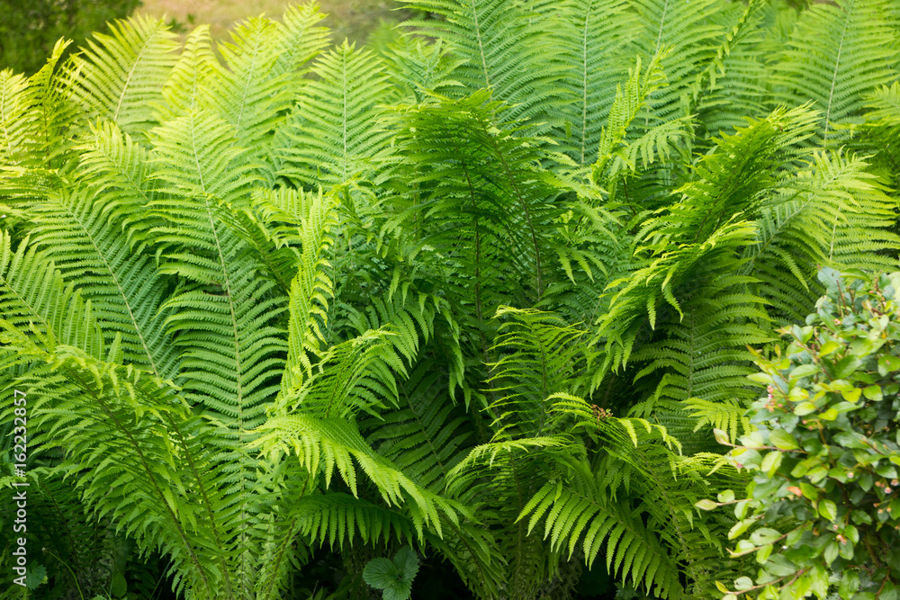 Green fern leaves on Midsummer in forest: Latvian nature during Ligo celebration Green fern leaves on Midsummer in forest: Latvian nature during Ligo celebration