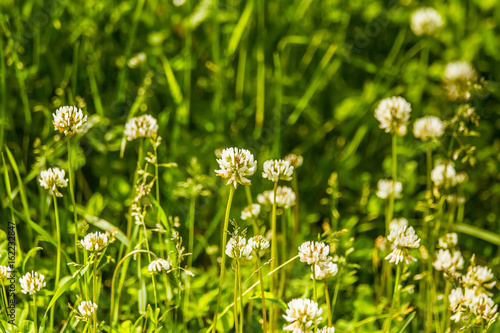 Beautiful white clover flowers in a meadow in summer